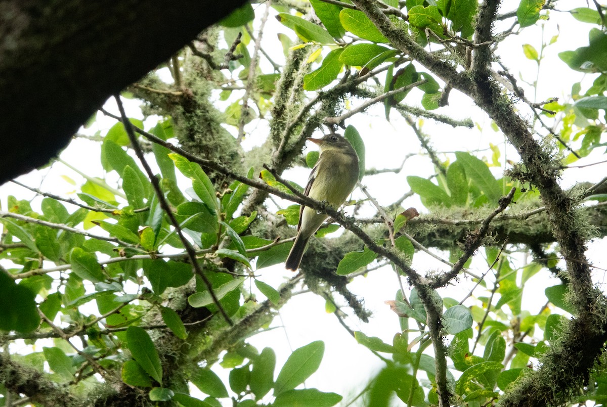 Yellow-bellied Flycatcher - Steven Nelson