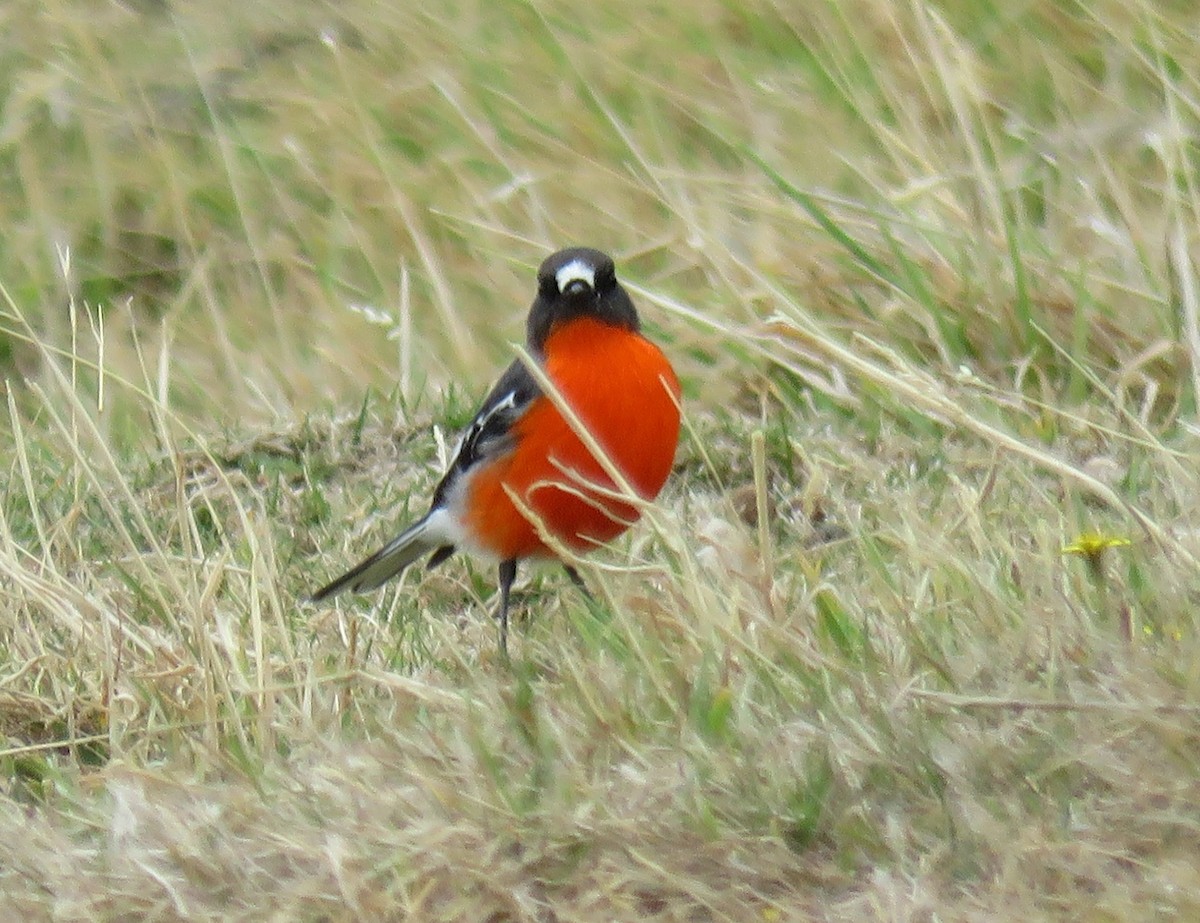 Flame Robin - Stephan Megroz