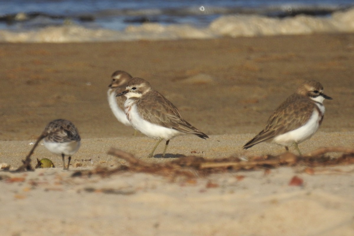 Double-banded Plover - Dirk Tomsa