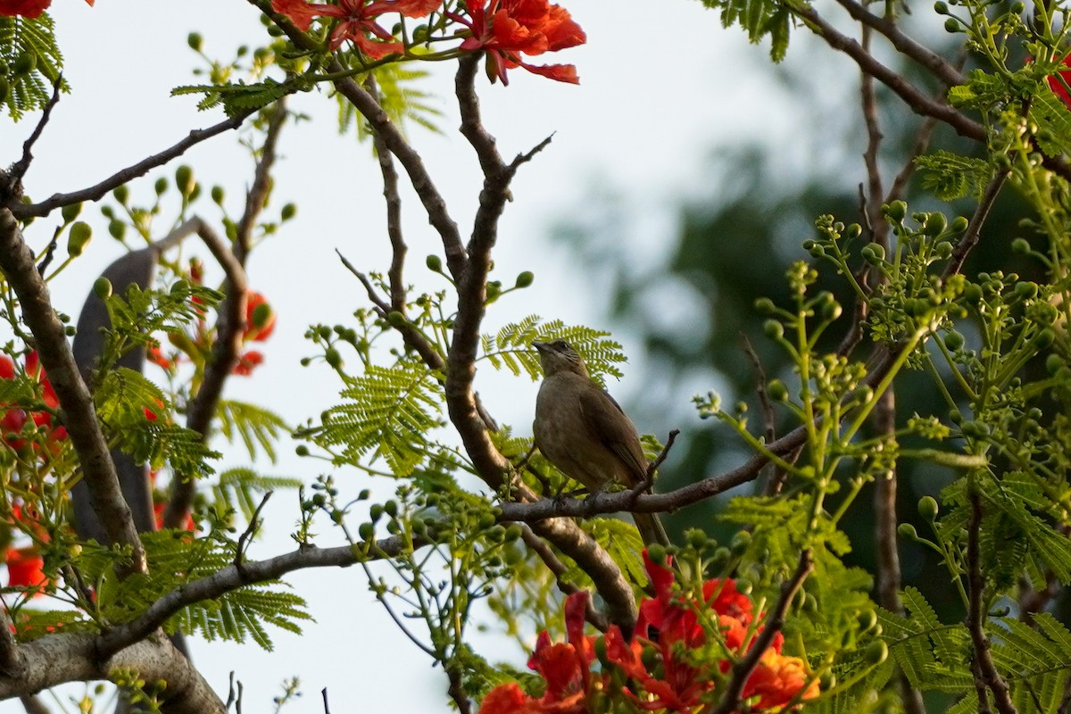 Streak-eared Bulbul - Shih-Chun Huang