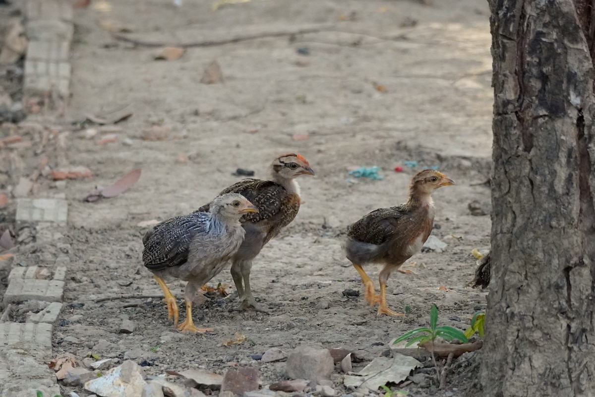 Red Junglefowl - ML618806897