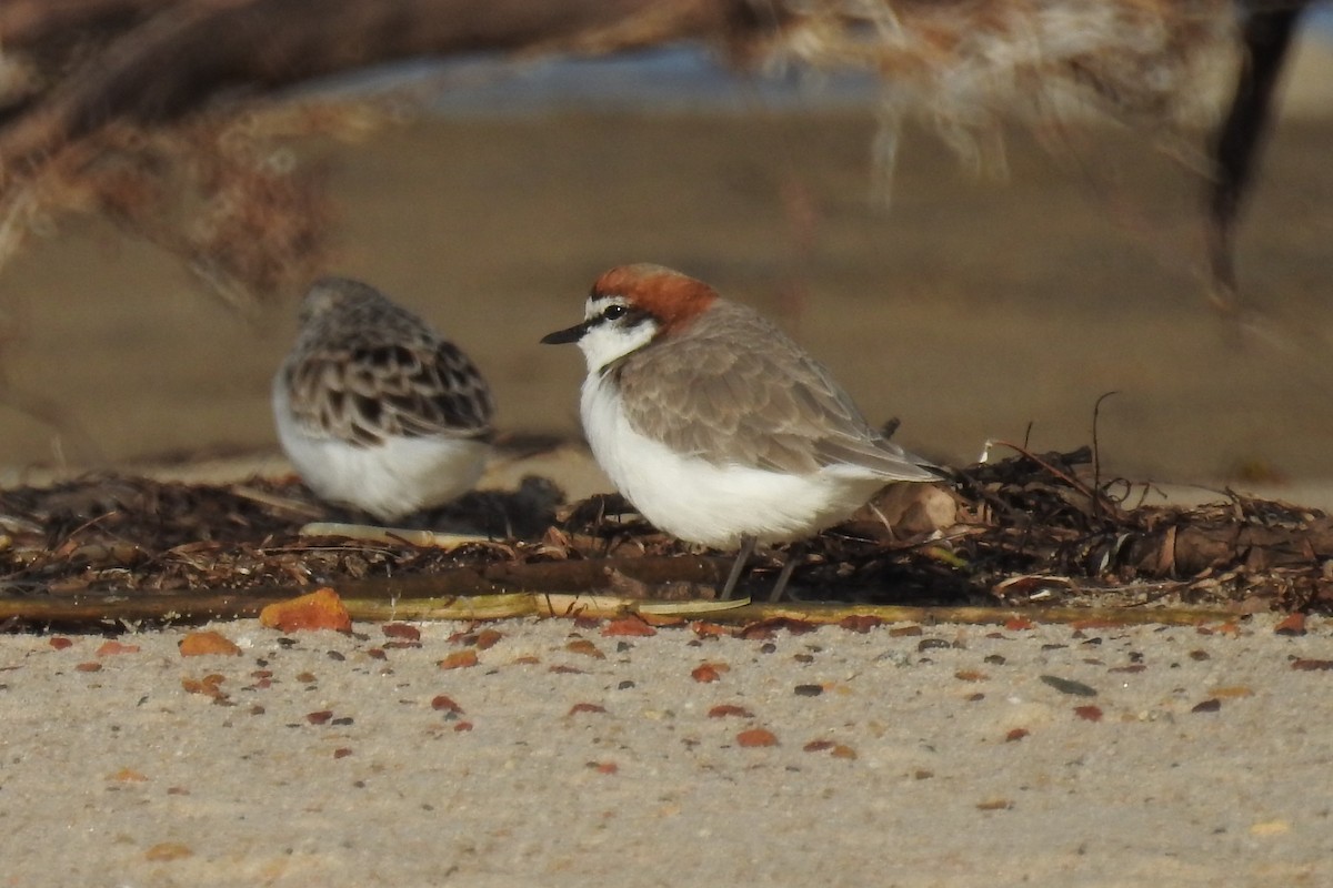 Red-capped Plover - Dirk Tomsa