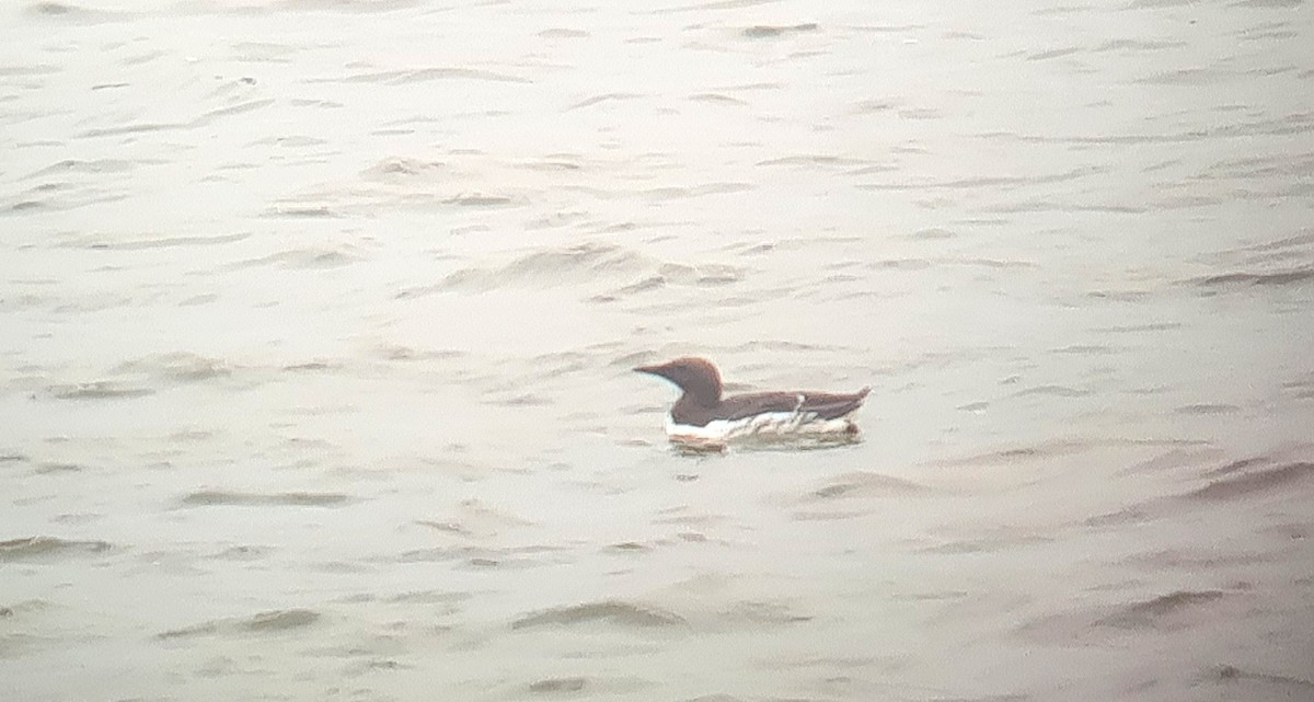 Common Murre - ML618806901