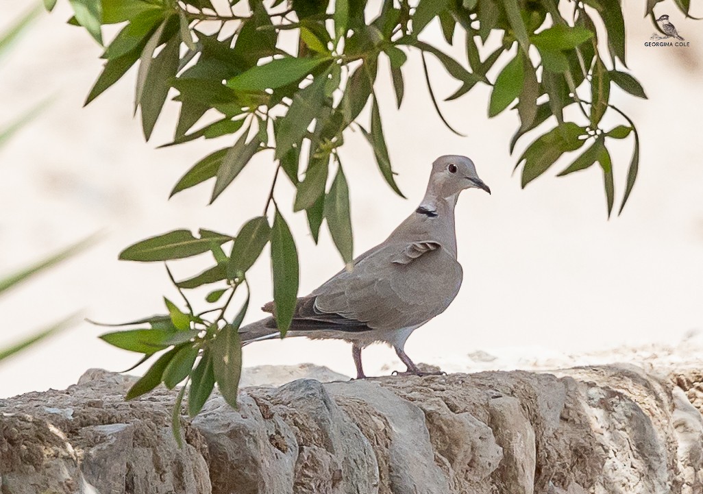 Eurasian Collared-Dove - Gounies Team