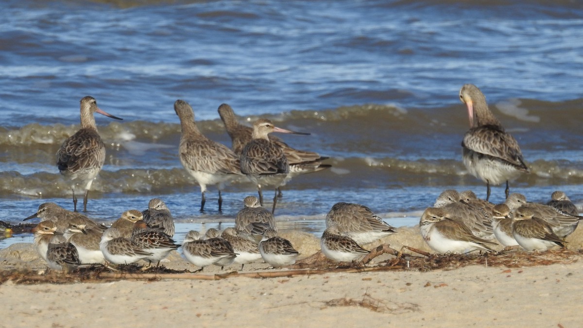 Bar-tailed Godwit - Dirk Tomsa