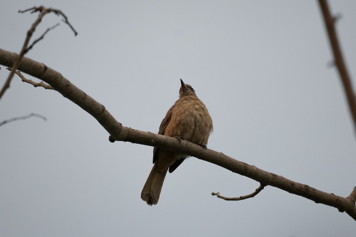 Streak-eared Bulbul - Shih-Chun Huang