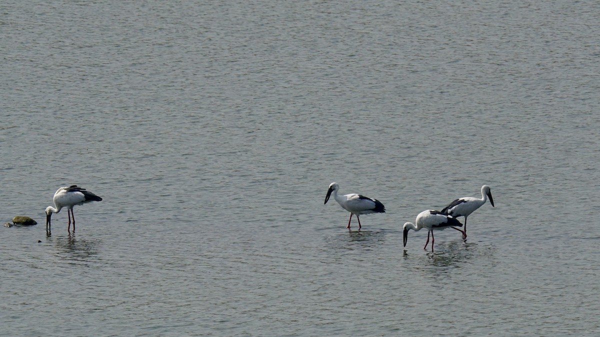 Asian Openbill - ML618806939