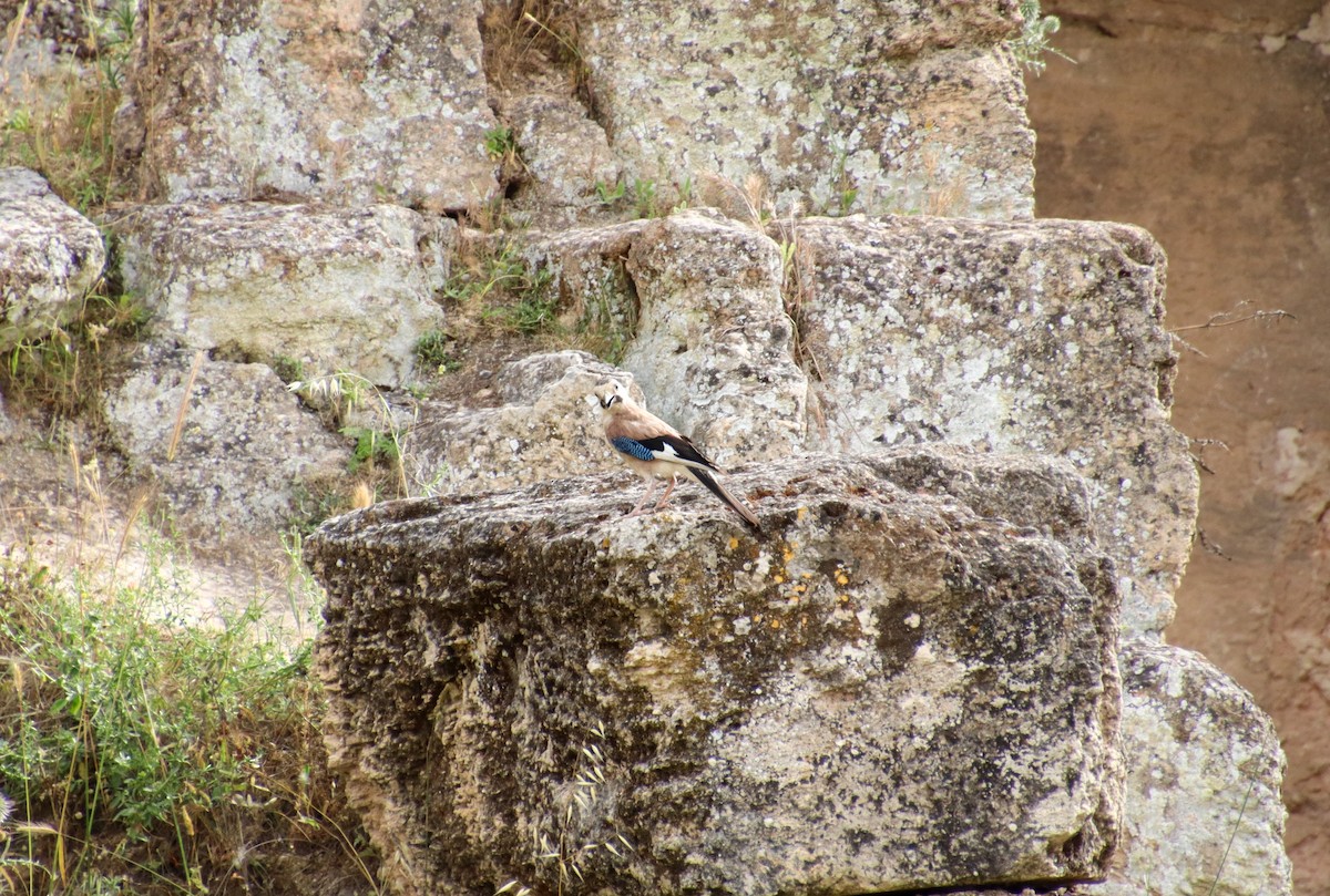 Eurasian Jay - ML618806940