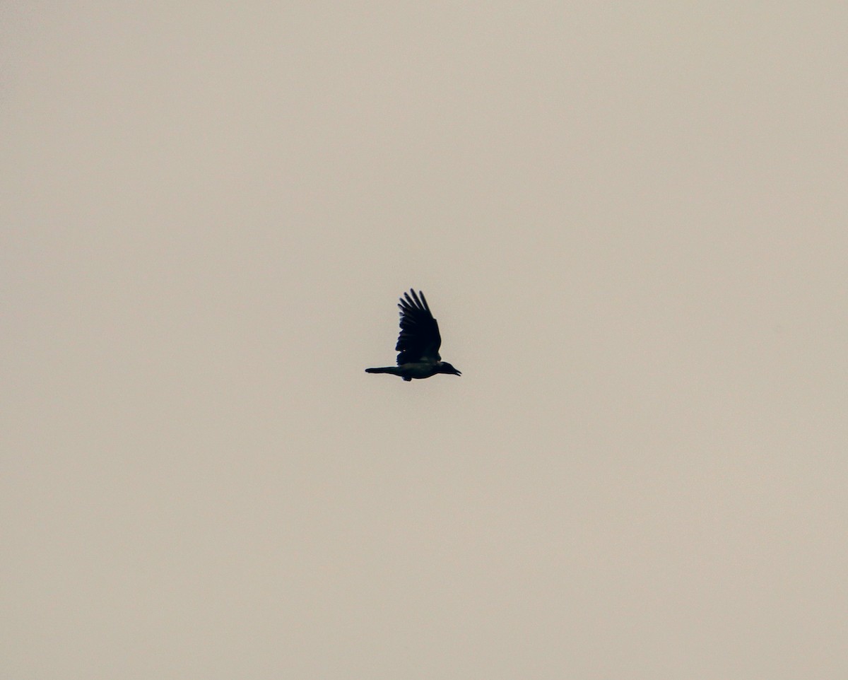 Hooded Crow - ML618806951