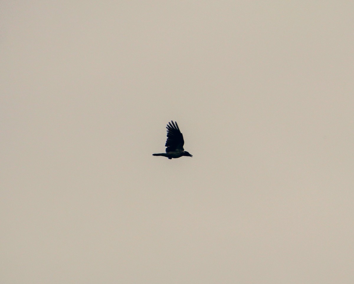 Hooded Crow - Anonymous