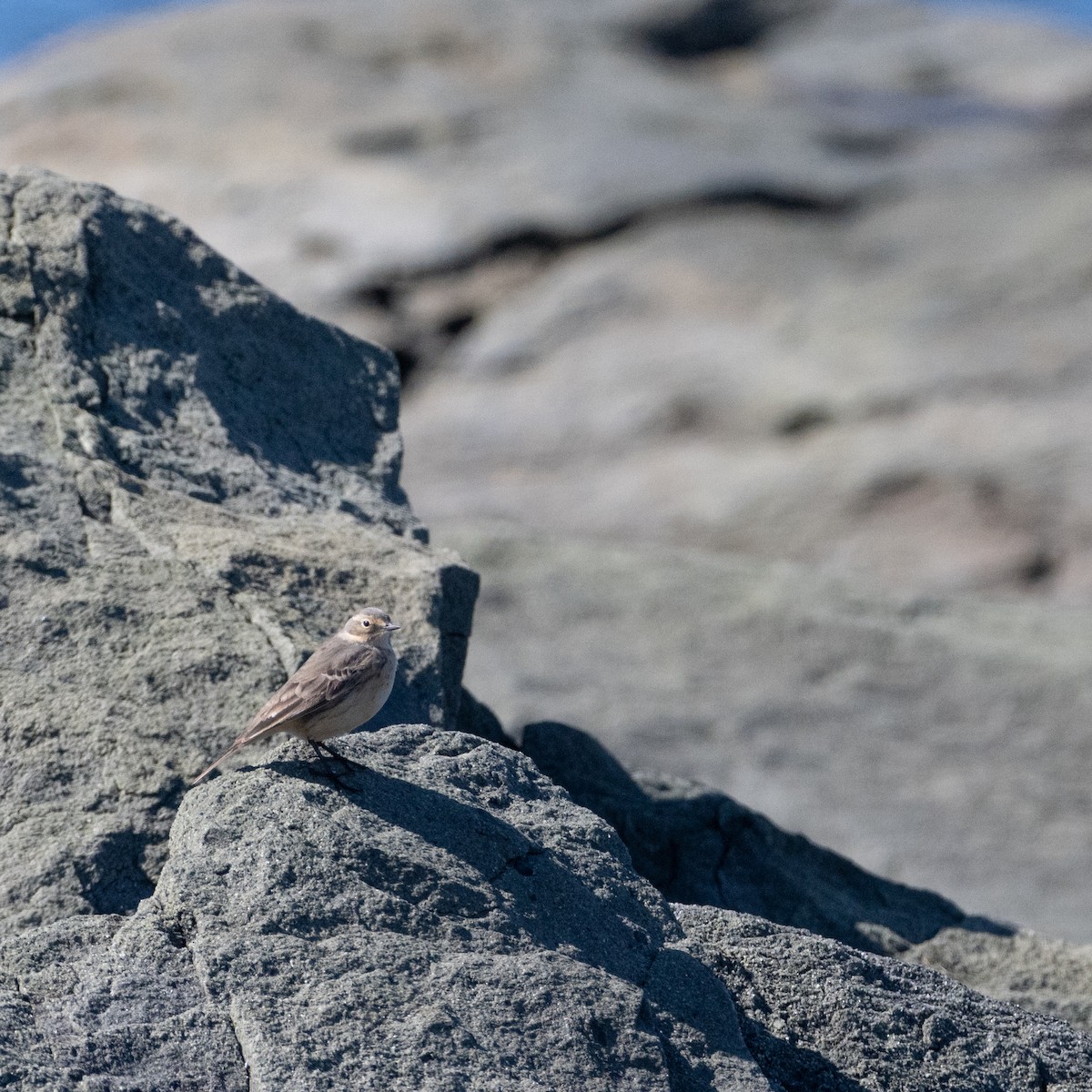 American Pipit - Christine Pelletier et (Claude St-Pierre , photos)