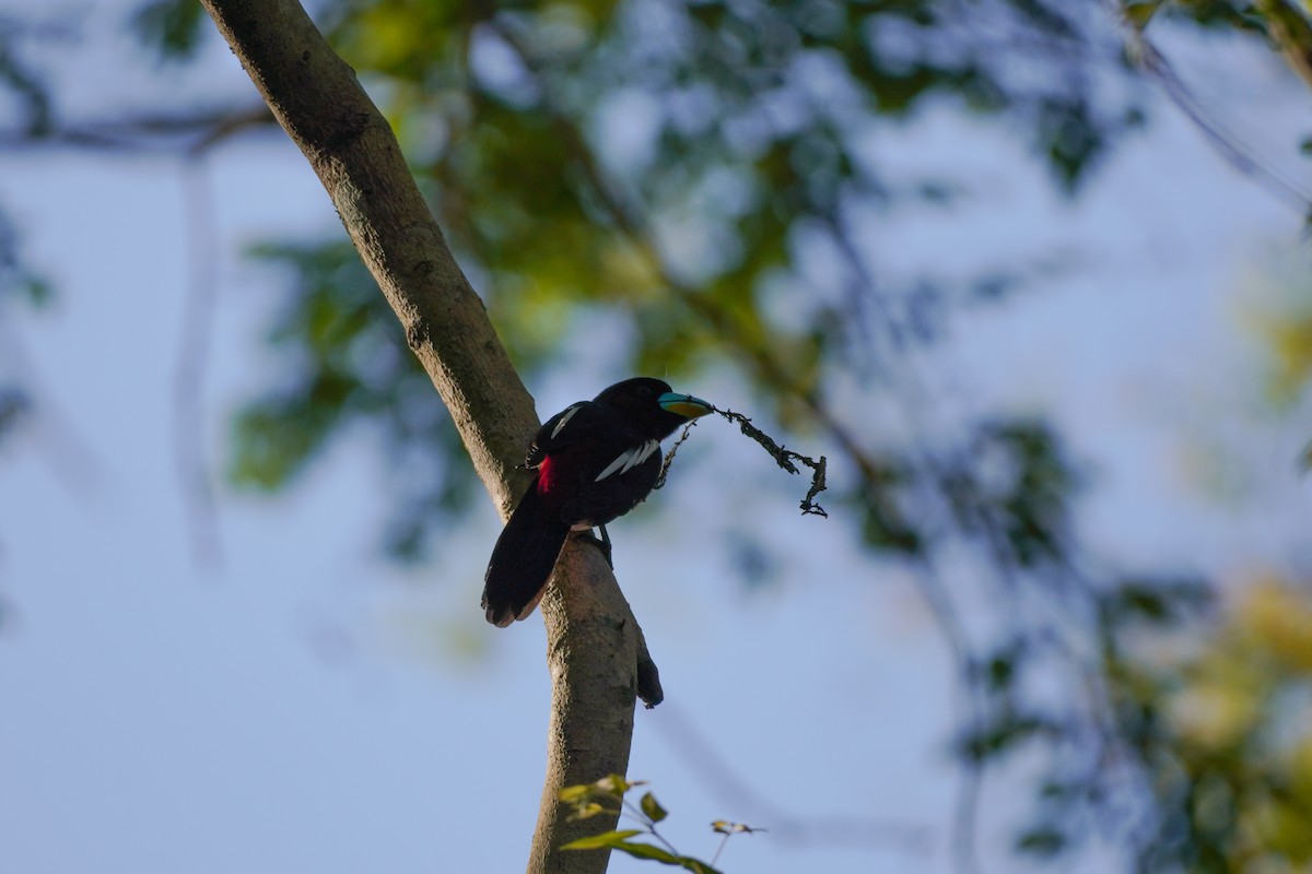 Black-and-red Broadbill - Shih-Chun Huang