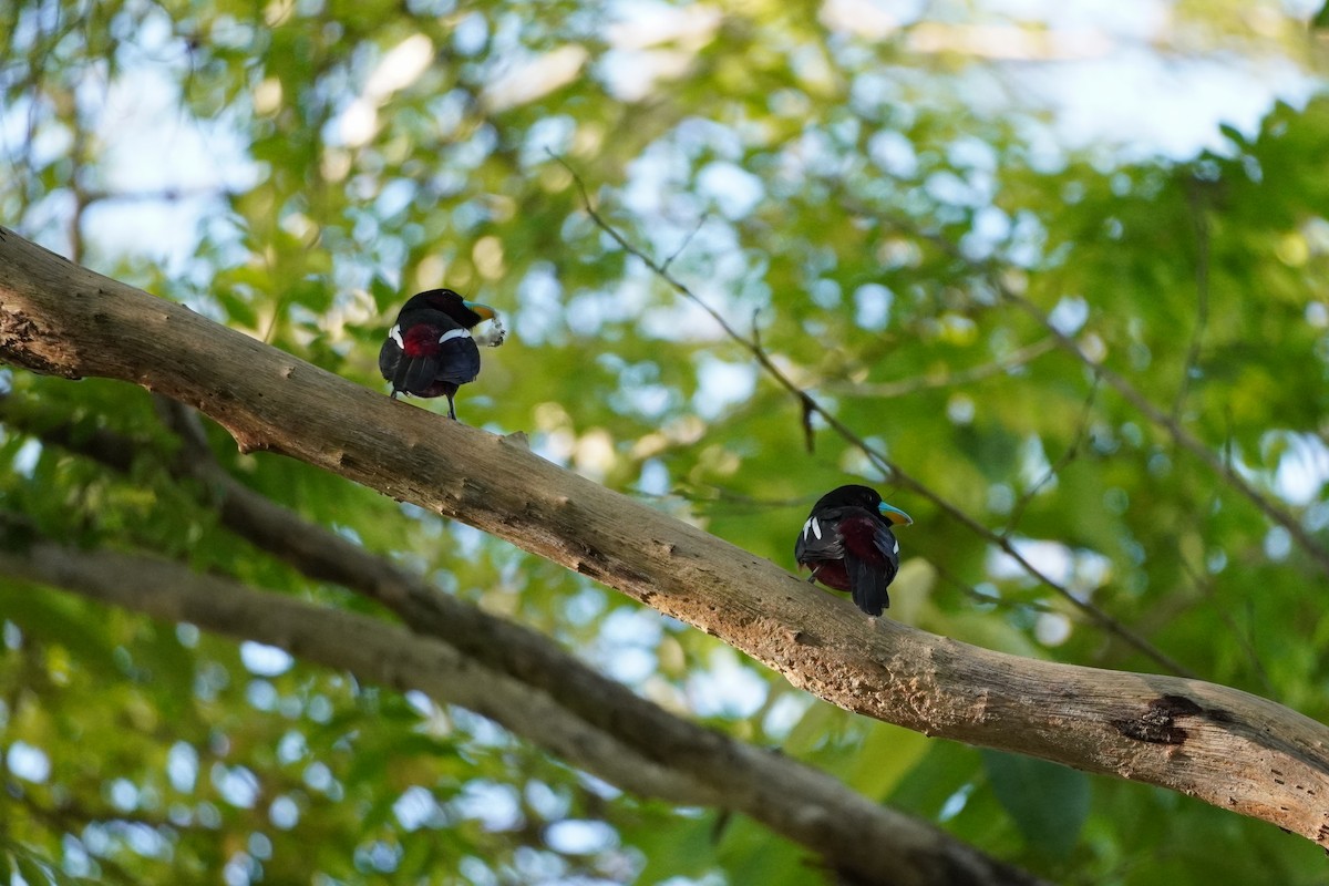 Black-and-red Broadbill - Shih-Chun Huang