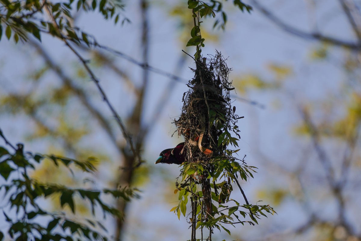 Black-and-red Broadbill - Shih-Chun Huang