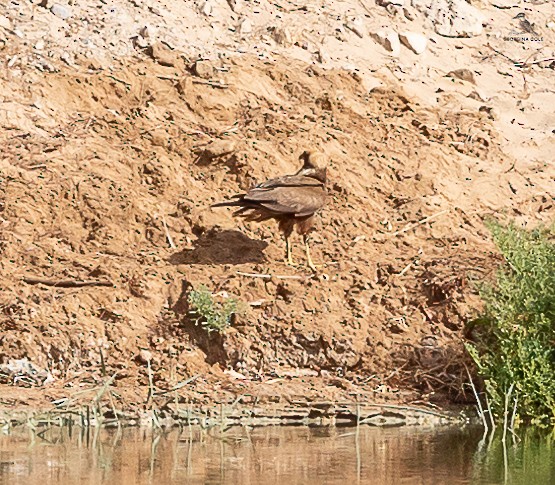 Western Marsh Harrier - Gounies Team