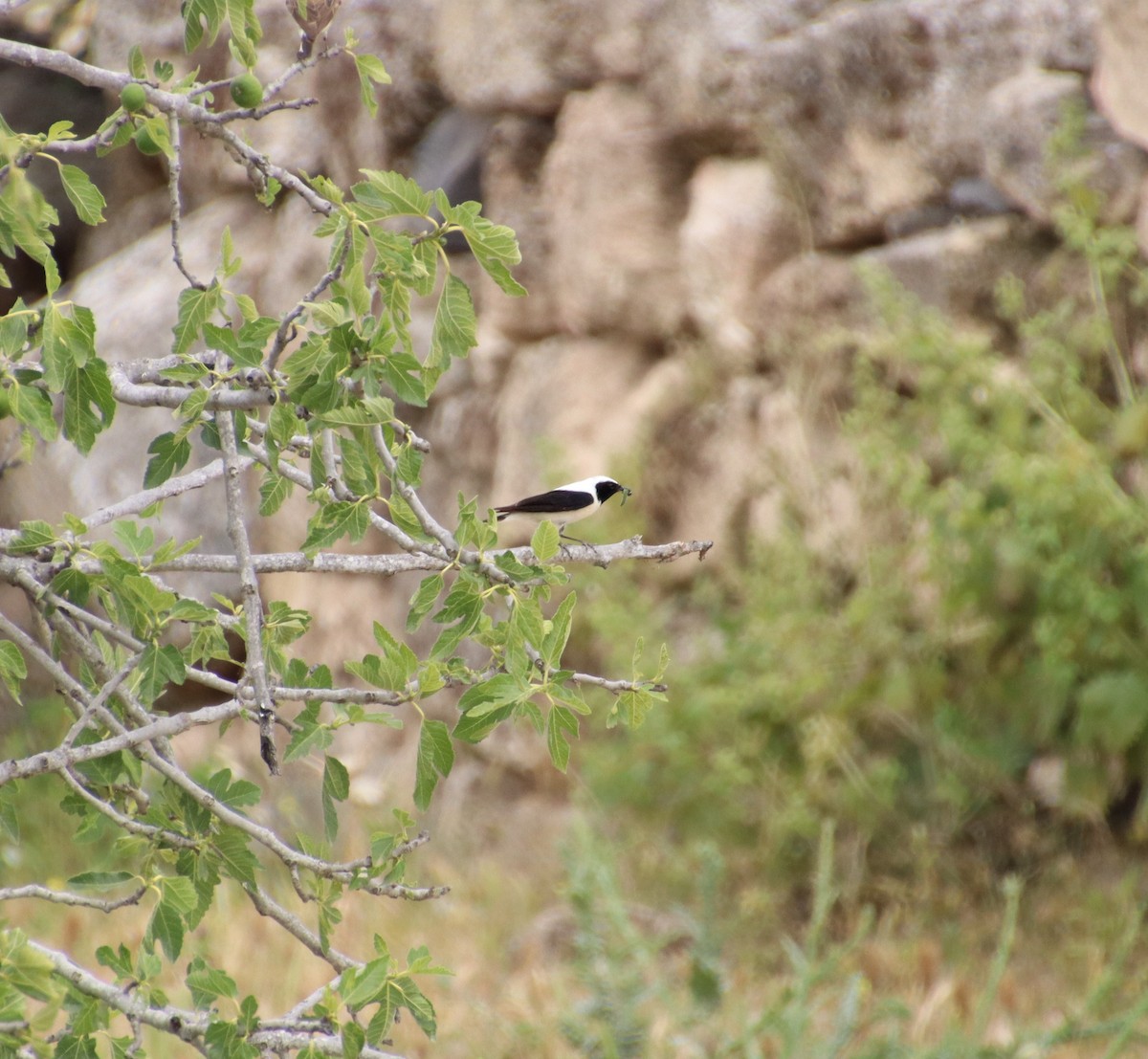 Eastern Black-eared Wheatear - ML618806970