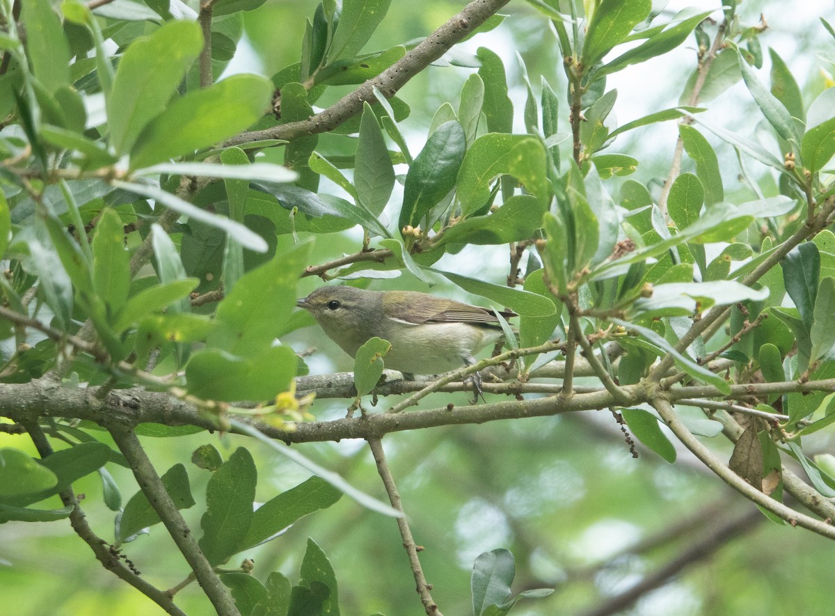 Tennessee Warbler - Steven Nelson