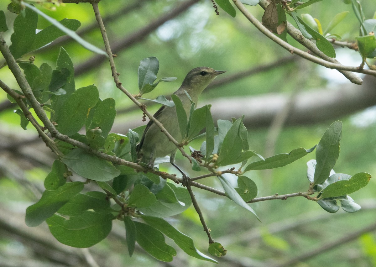 Tennessee Warbler - Steven Nelson