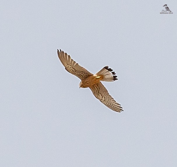 Eurasian Sparrowhawk - Gounies Team