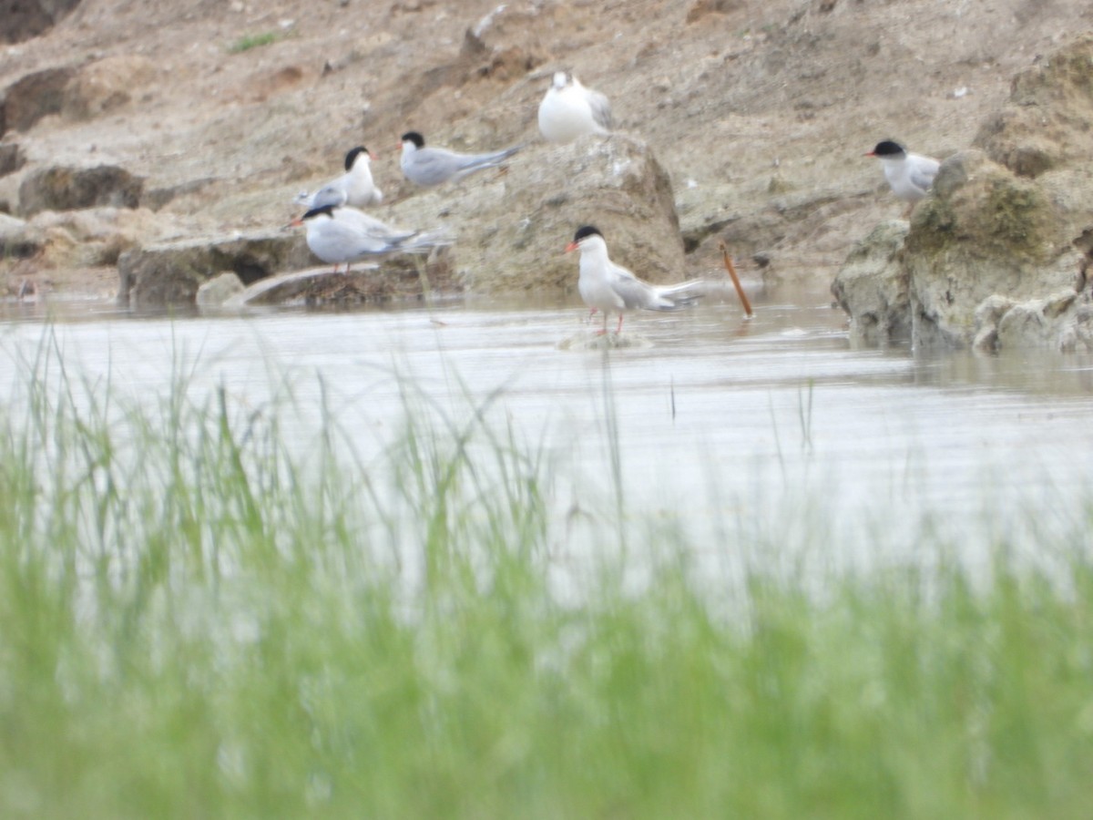 Common Tern - Kenan Erayman