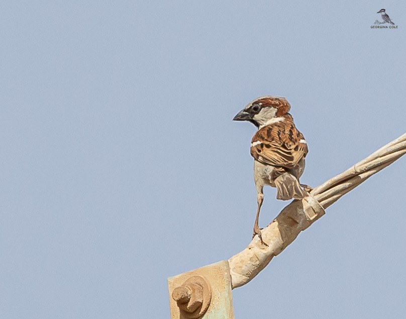 House Sparrow - Gounies Team