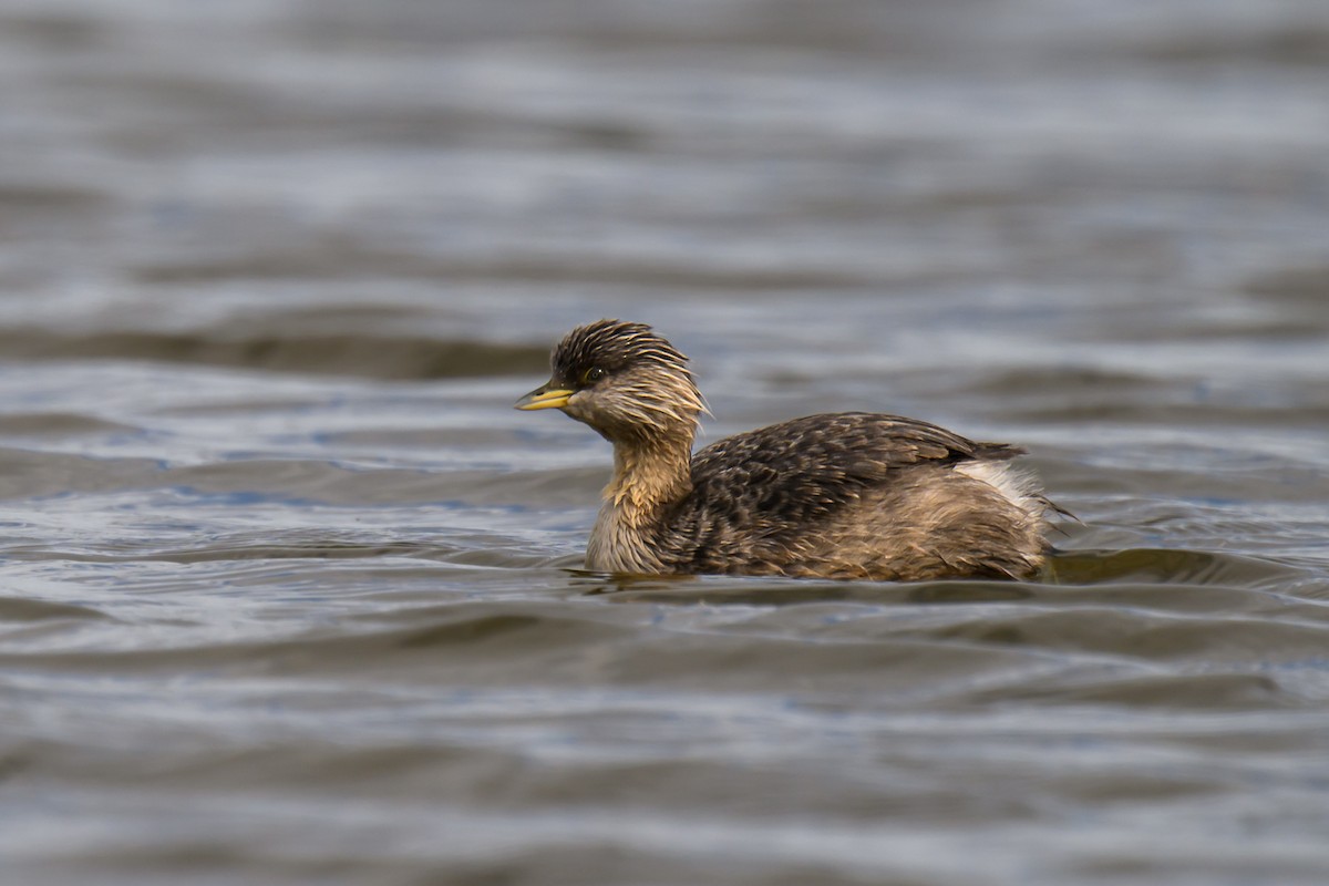 Hoary-headed Grebe - Eric Yeo