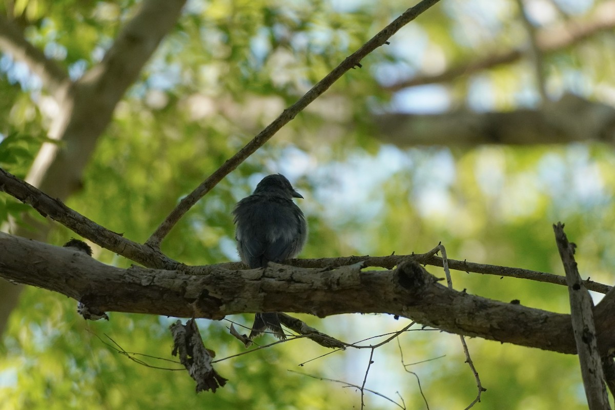 Ashy Drongo - Shih-Chun Huang