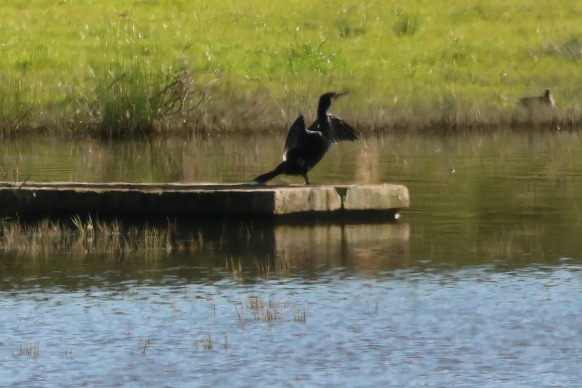 Great Cormorant - Alexandre Hespanhol Leitão