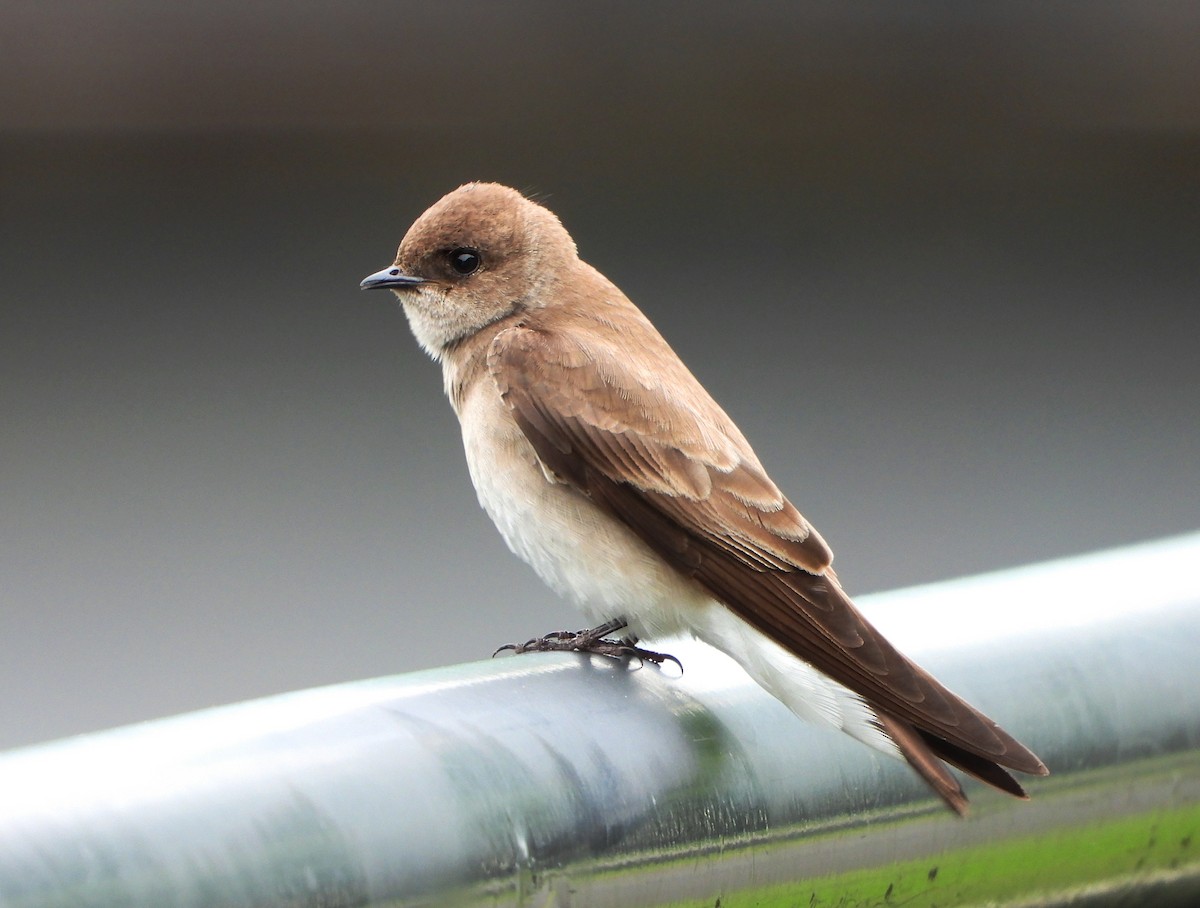 Northern Rough-winged Swallow - John Aleknavage