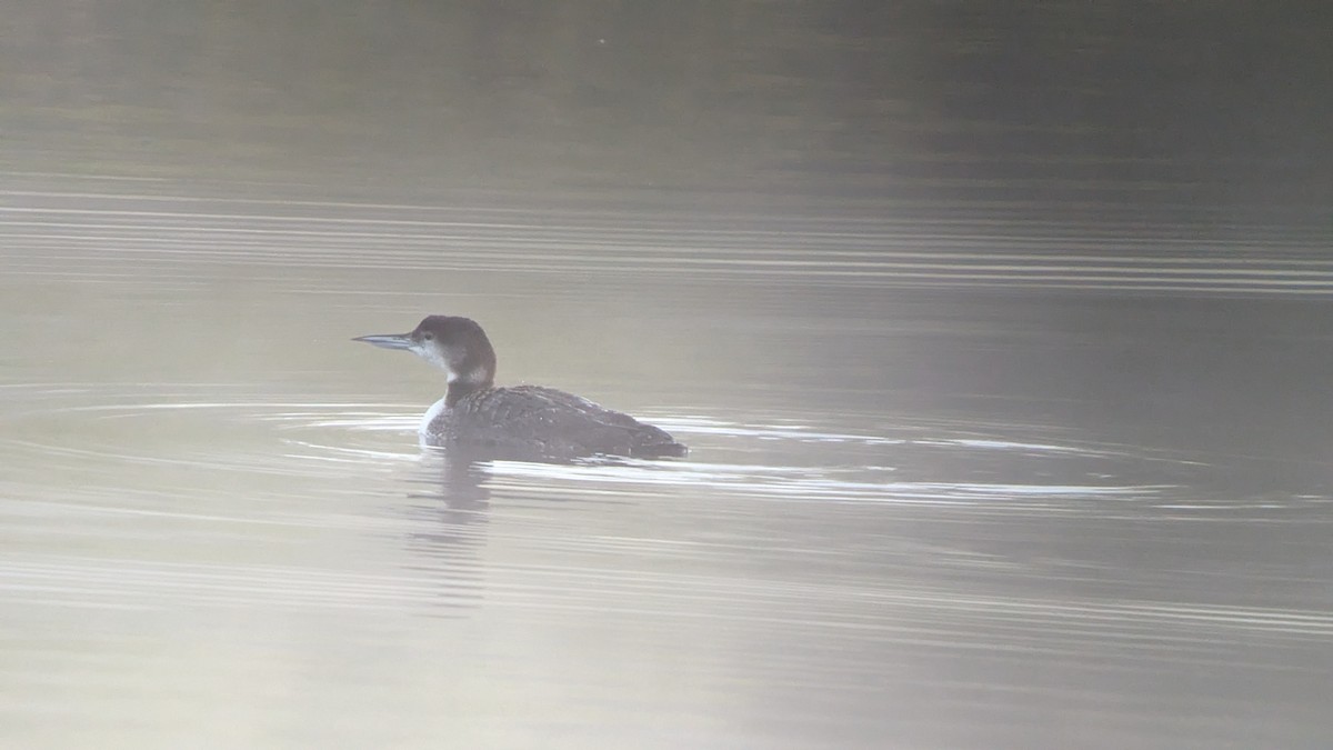 Common Loon - Sean Camillieri