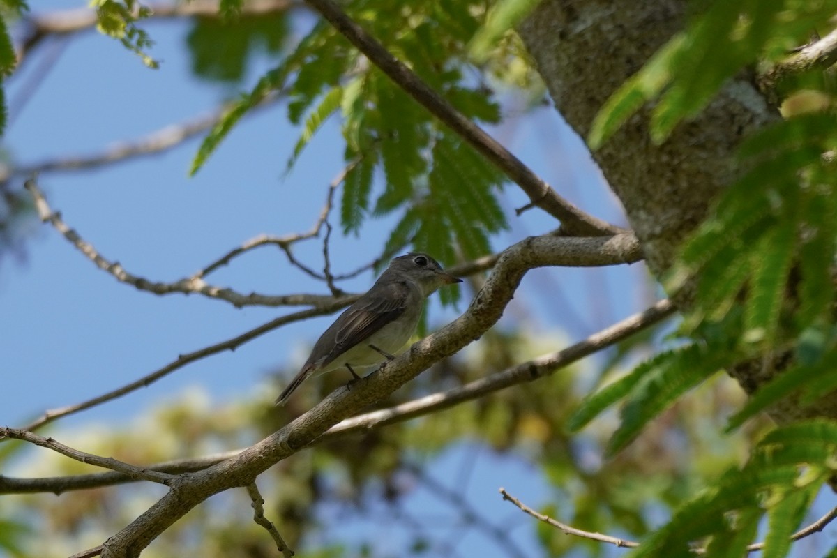 Asian Brown Flycatcher - Shih-Chun Huang