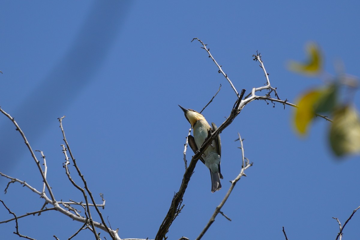 Chestnut-headed Bee-eater - Shih-Chun Huang