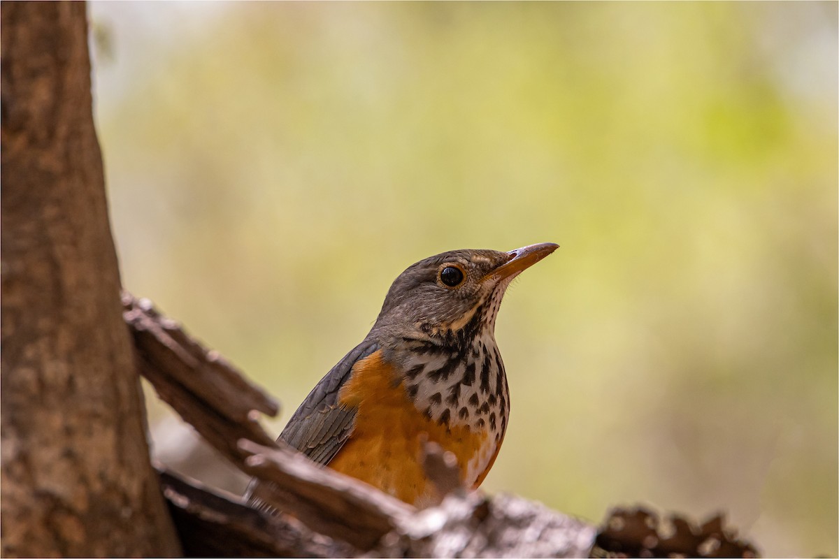 Gray-backed Thrush - 대준 유