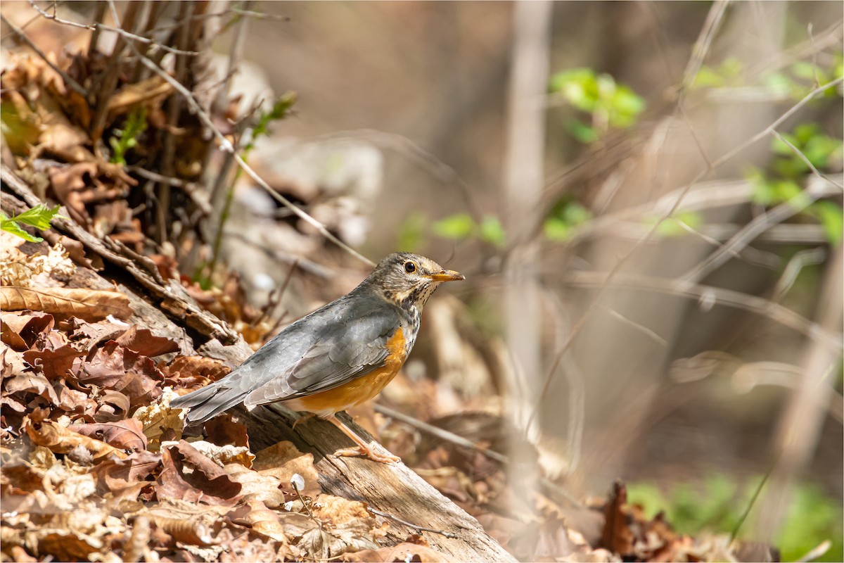 Gray-backed Thrush - 대준 유