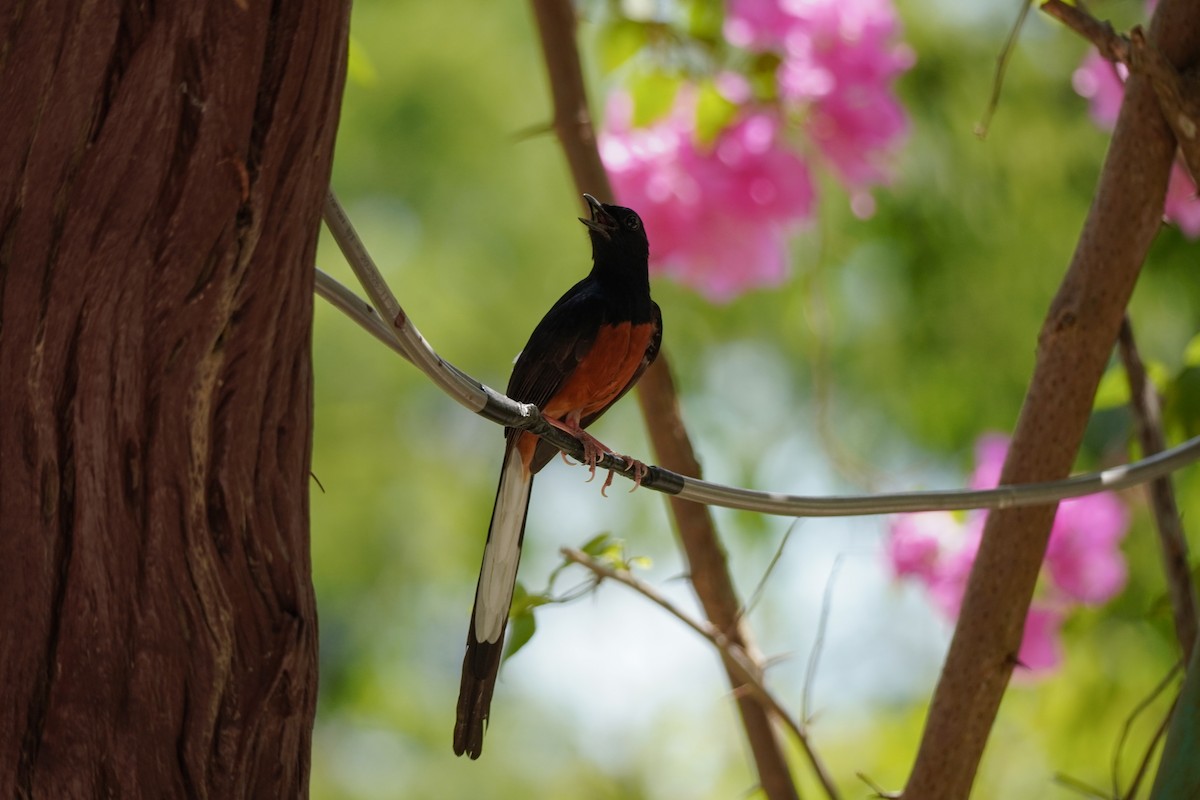 White-rumped Shama - Shih-Chun Huang