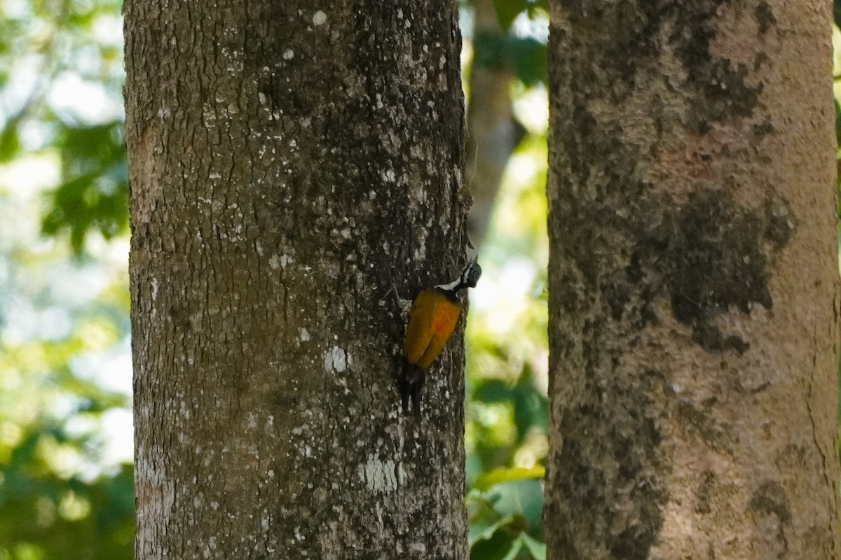 Common Flameback - Shih-Chun Huang