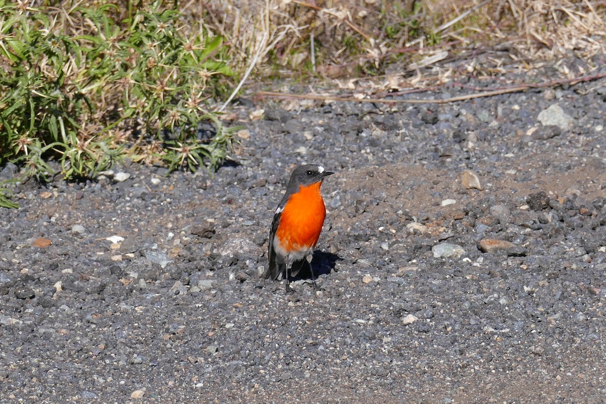 Flame Robin - Margot Oorebeek