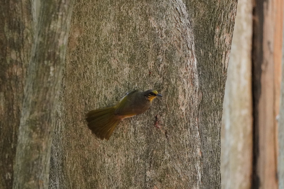 Stripe-throated Bulbul - Shih-Chun Huang