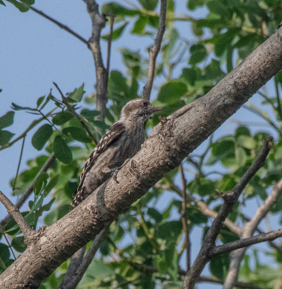 Brown-capped Pygmy Woodpecker - Bhupinderjit  Kaur Waraich