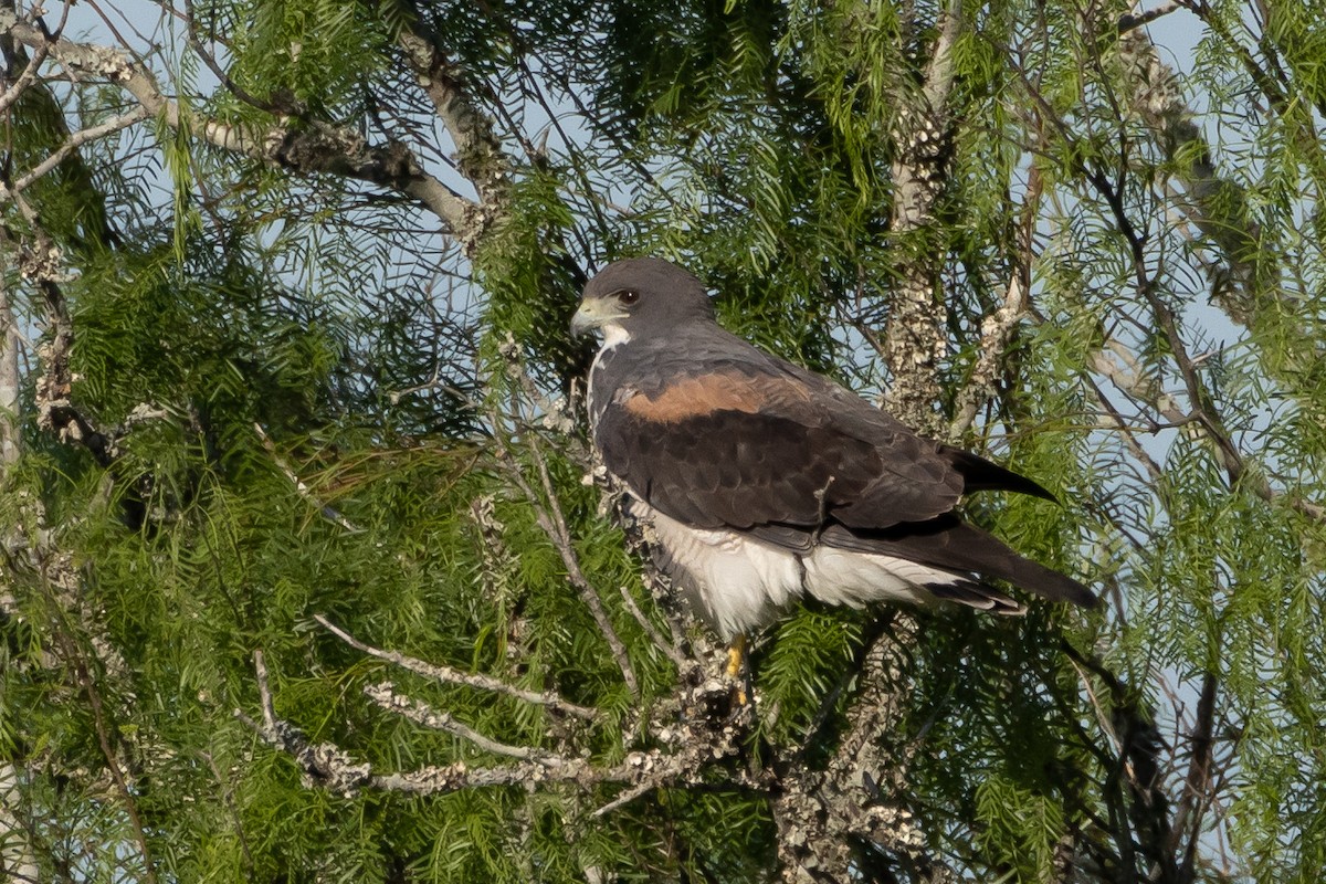 White-tailed Hawk - Phil Lehman