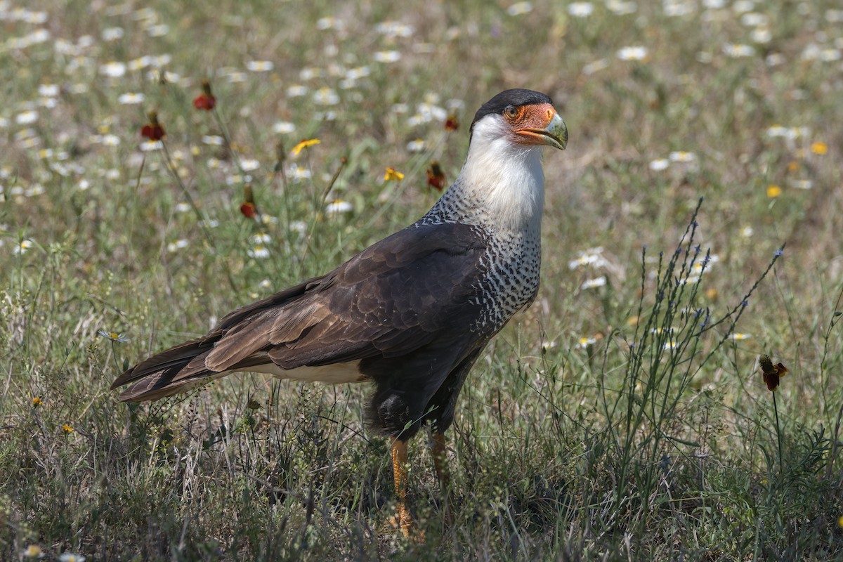 Crested Caracara - Phil Lehman