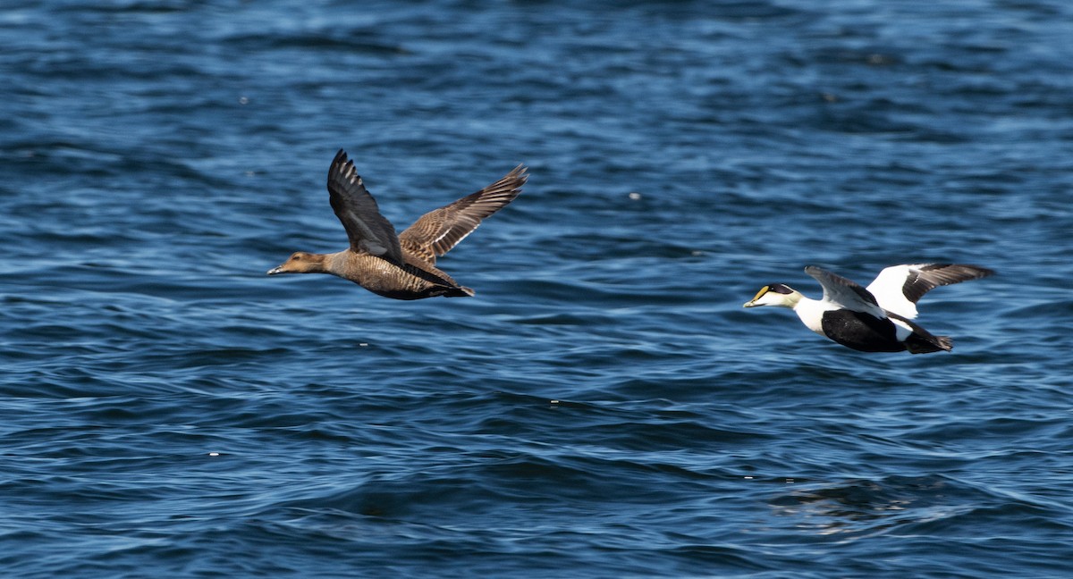 Common Eider - Christine Pelletier et (Claude St-Pierre , photos)