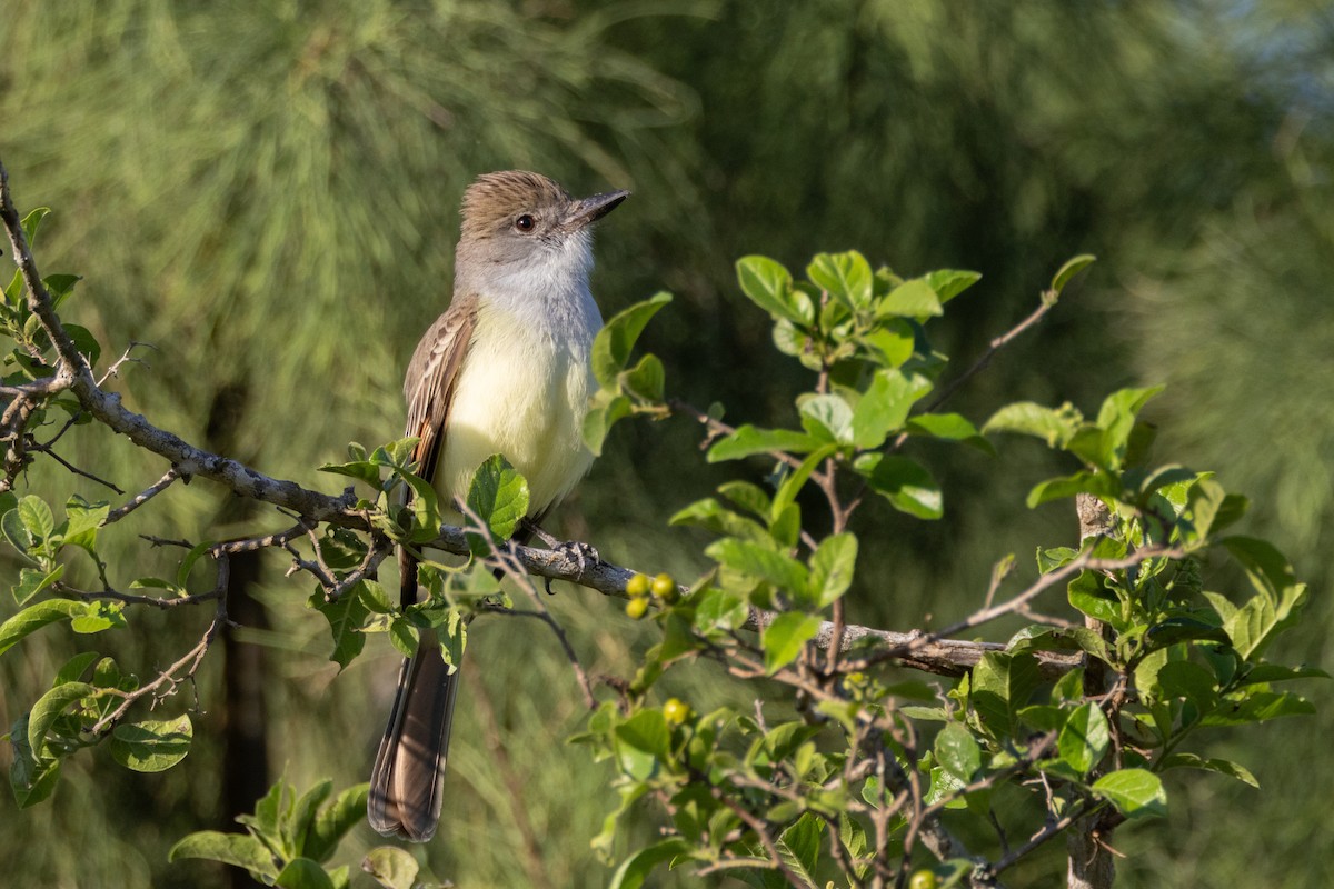 Brown-crested Flycatcher - Phil Lehman