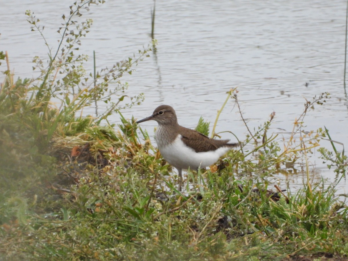 Common Sandpiper - Kenan Erayman