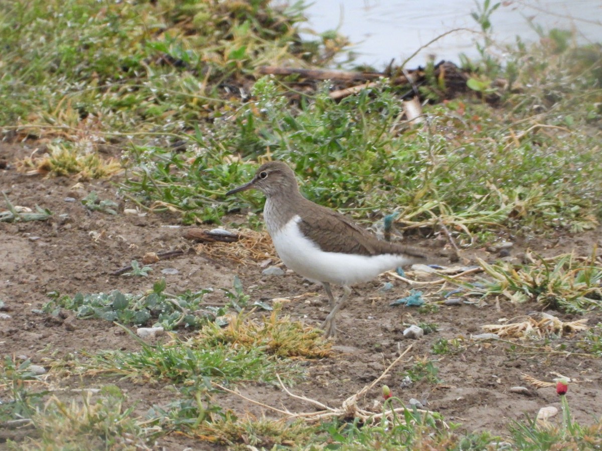 Common Sandpiper - Kenan Erayman