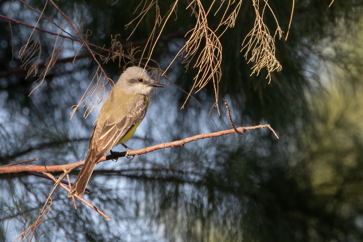 Tropical Kingbird - Phil Lehman