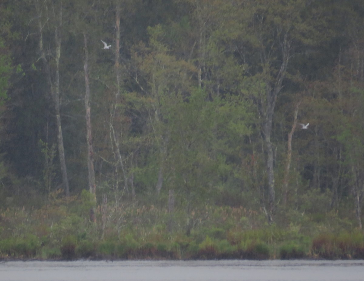 Common Tern - John Haas