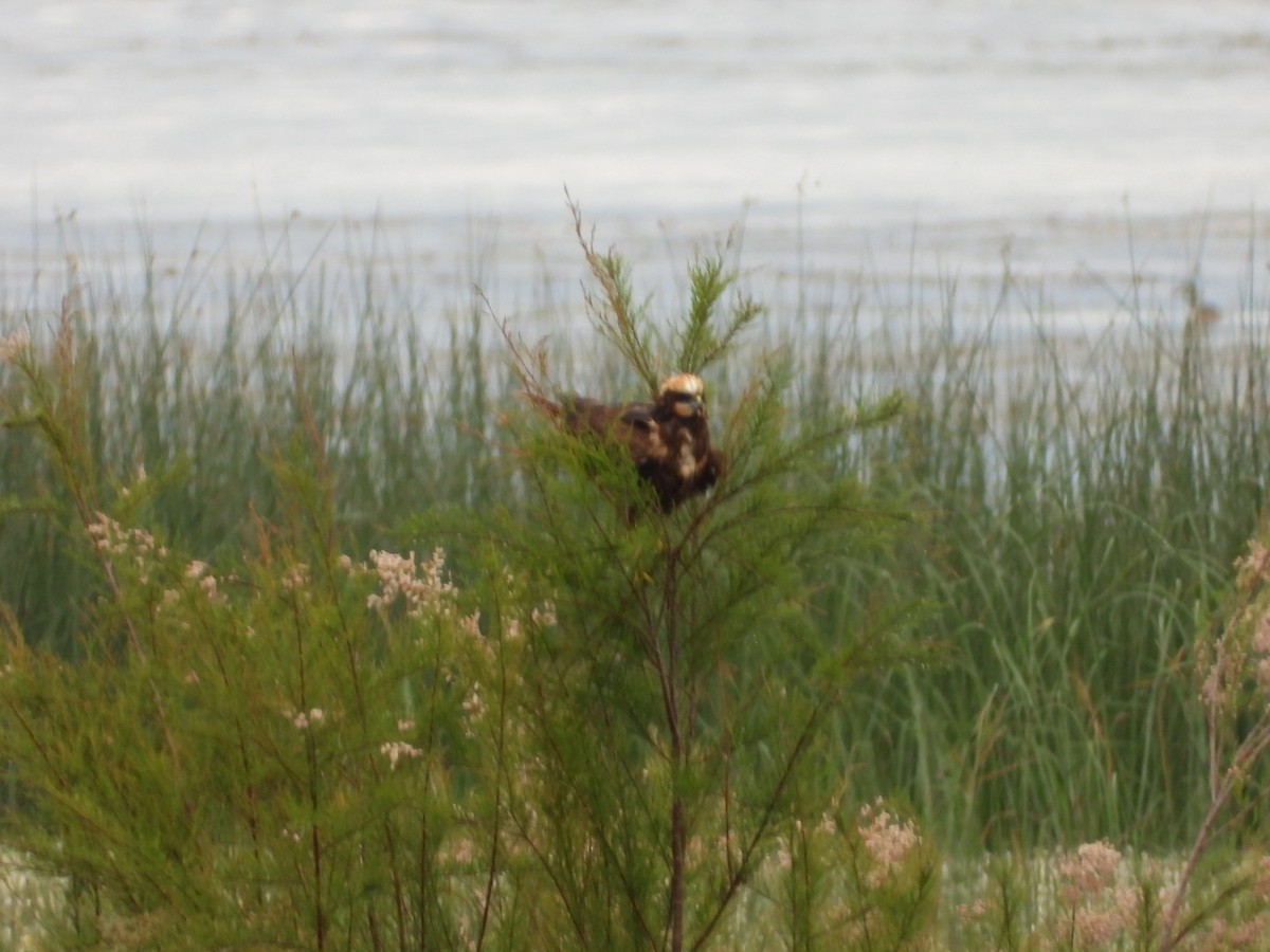 Western Marsh Harrier - Kenan Erayman