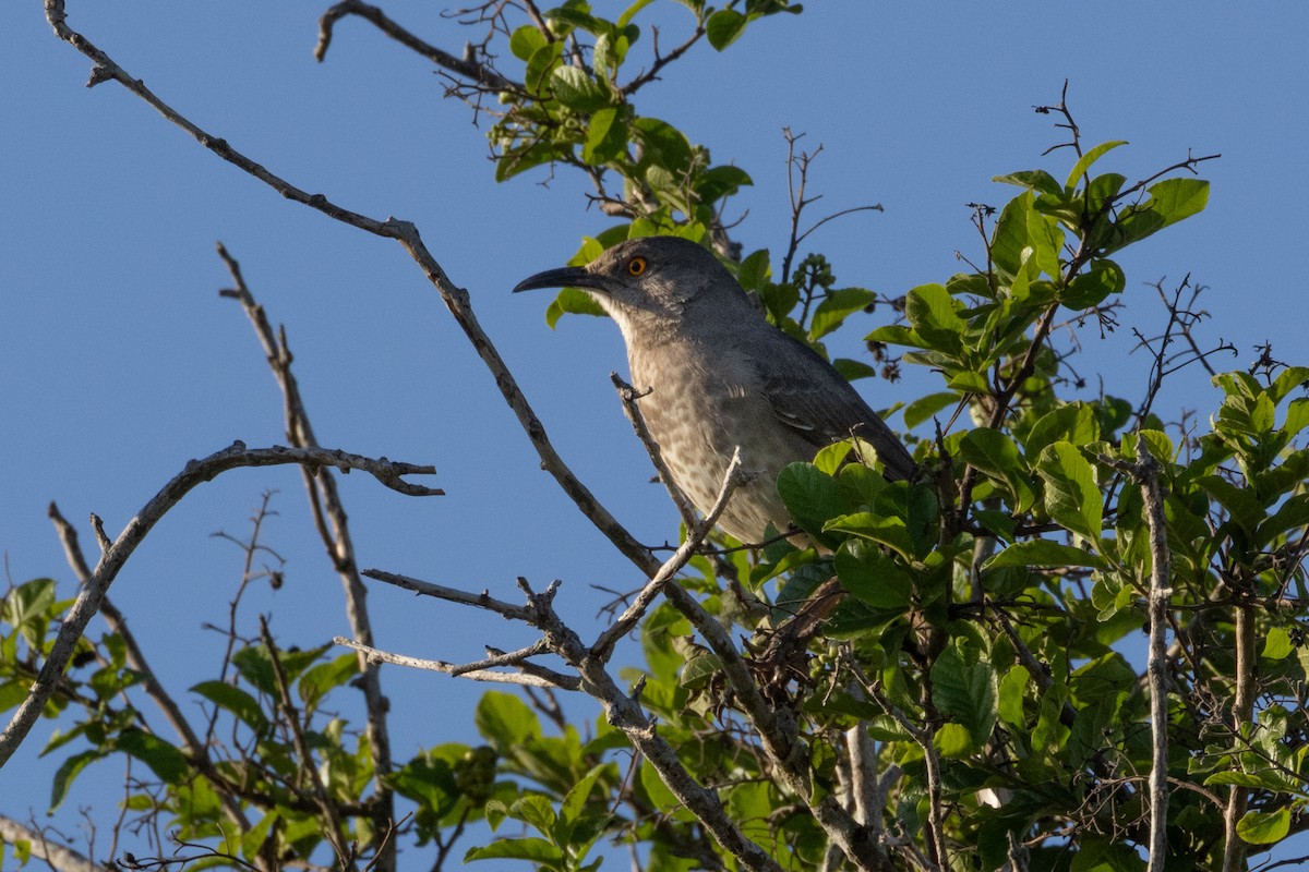 Curve-billed Thrasher - Phil Lehman