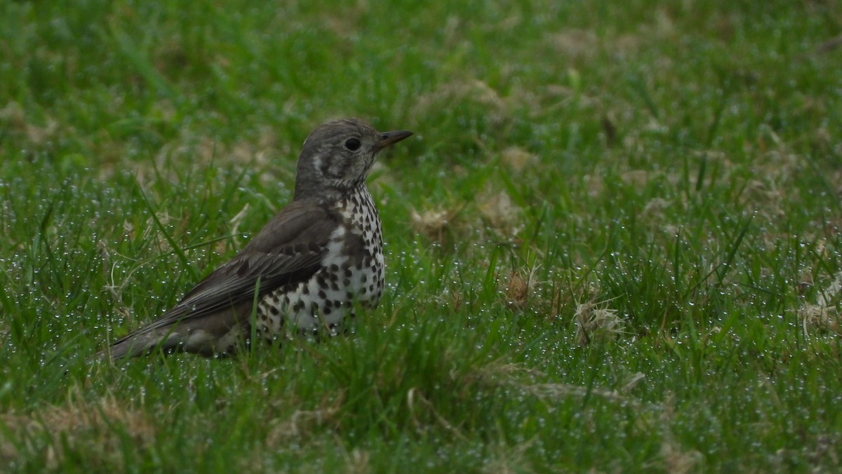 Mistle Thrush - Ignacio Aparicio